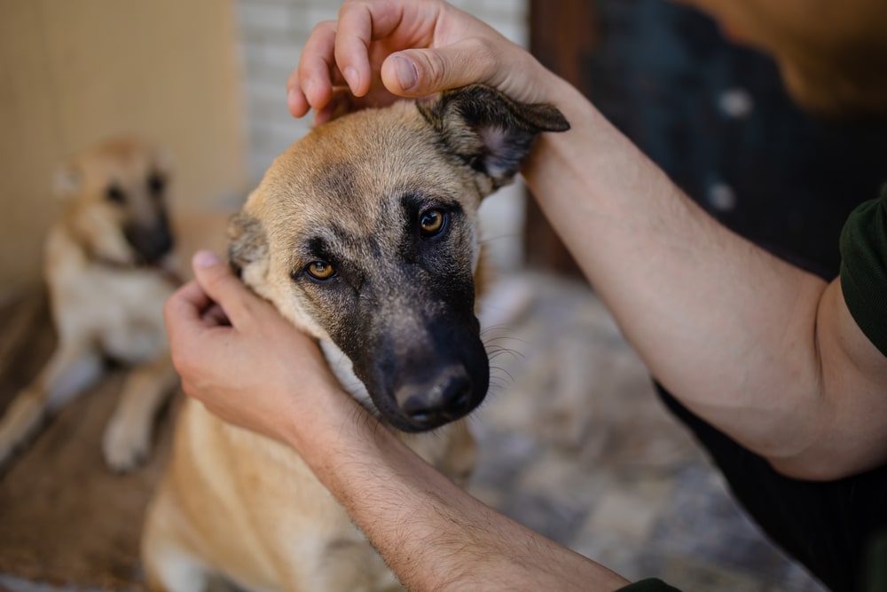 volunteer opportunities